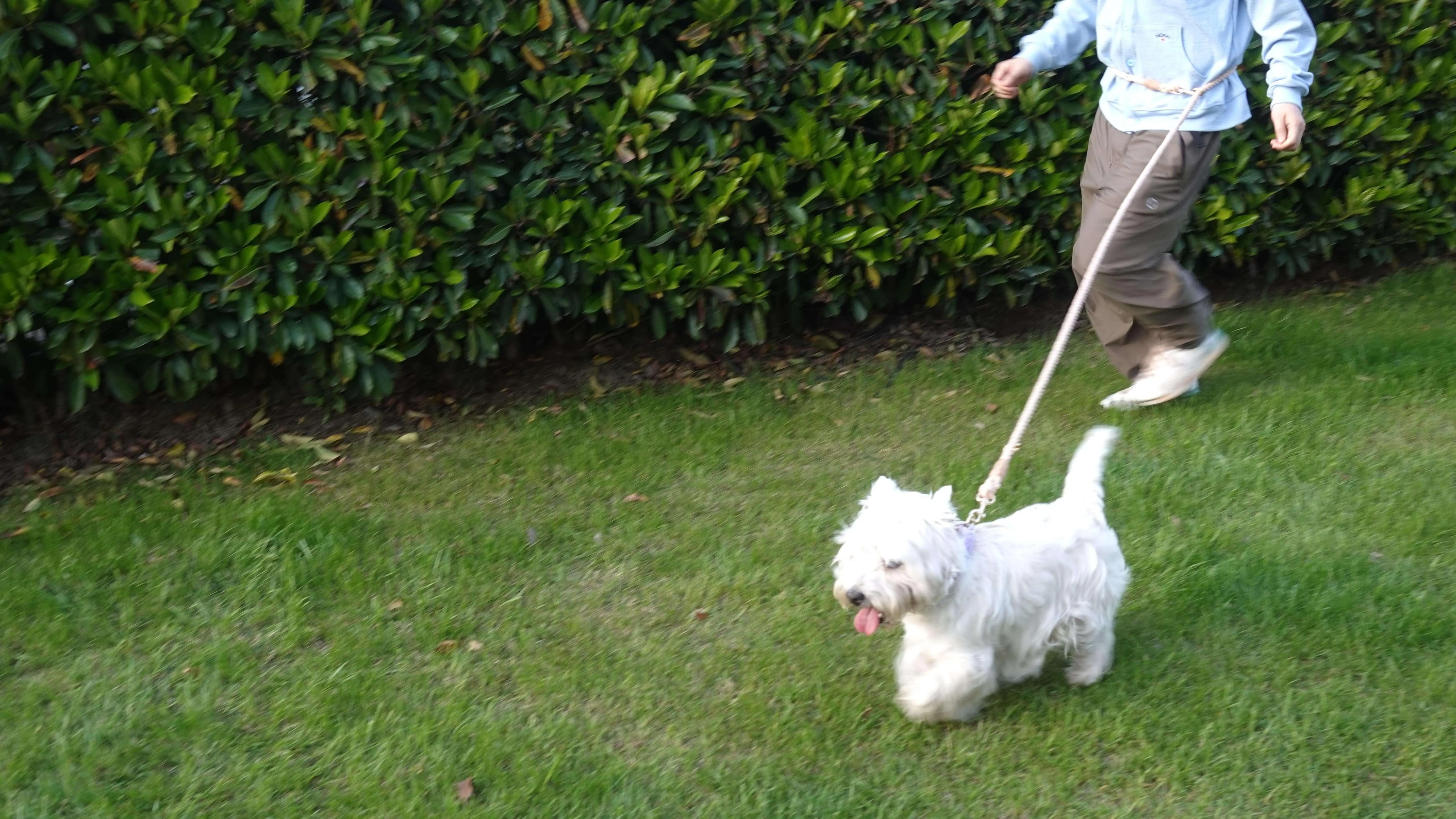 Versatile Hands-Free Dog Walking Kit