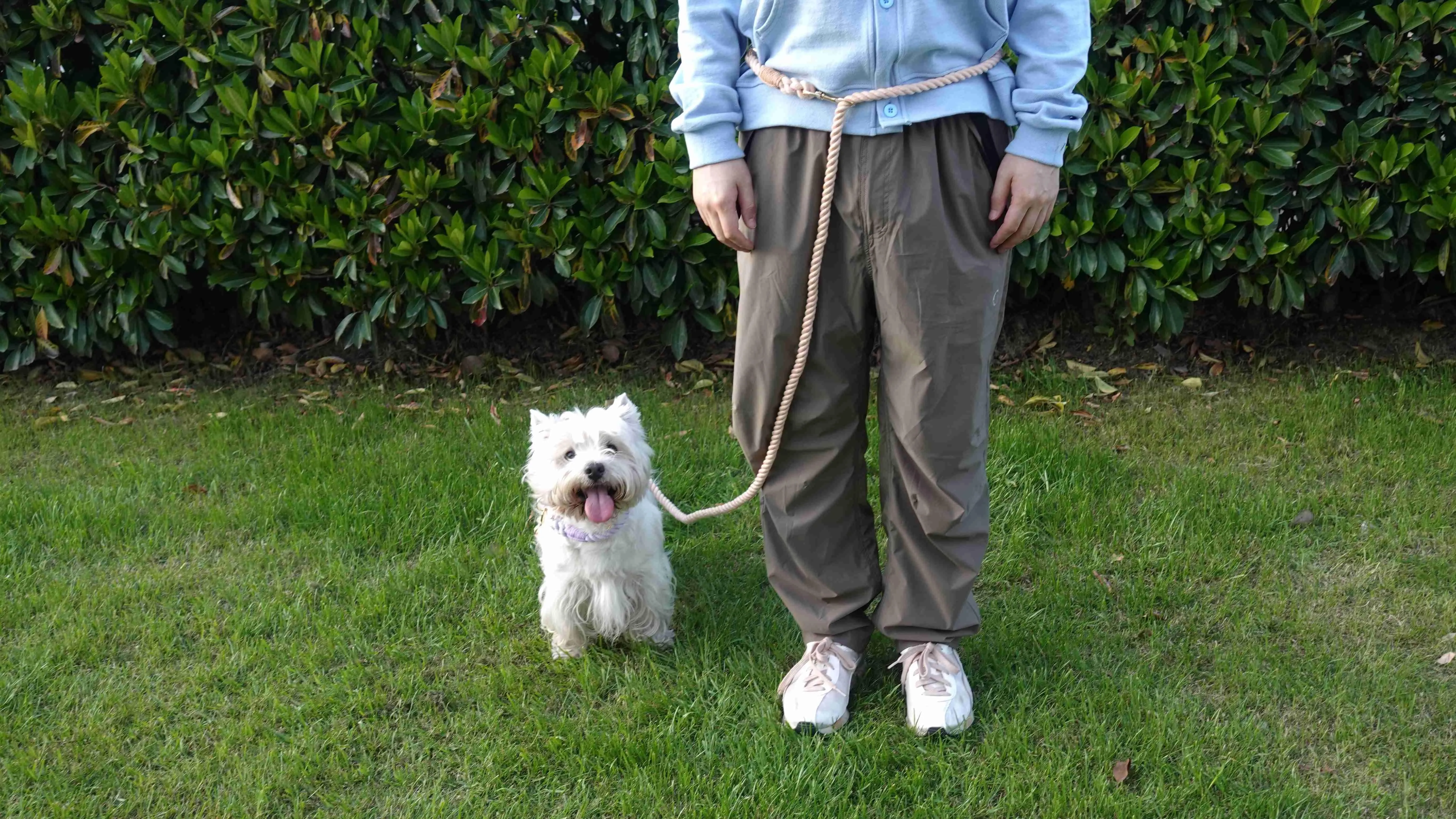 Versatile Hands-Free Dog Walking Kit